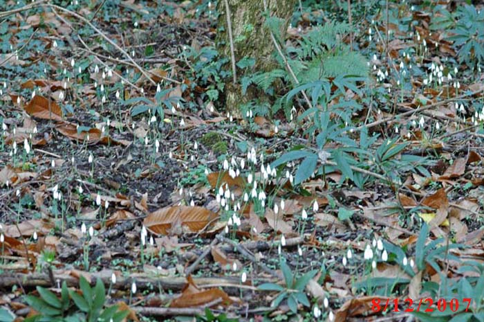 Natura impazzita?